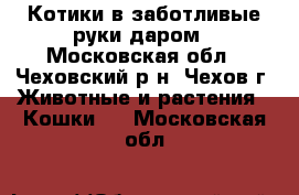 Котики в заботливые руки даром - Московская обл., Чеховский р-н, Чехов г. Животные и растения » Кошки   . Московская обл.